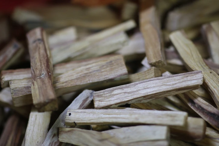 Close-up of ceremonial-grade Bursera graveolens palo santo sticks showing dense resin lines