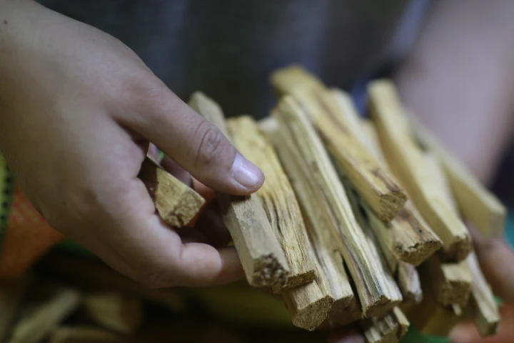 Hands selecting naturally fallen palo santo sticks by grade in Las Lomas, Piura, Peru